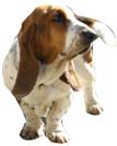 Le chien de garde qui veille sur le gite de La Malene