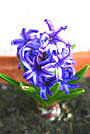 fleur du g&icirc;te &agrave; la Mal&egrave;ne