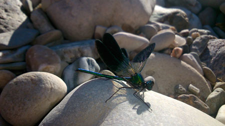 Animaux à la Malène en Lozère